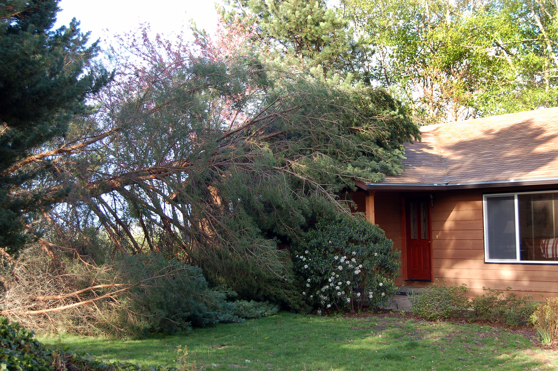 Maintaining Your Trimmed Trees in Aurora