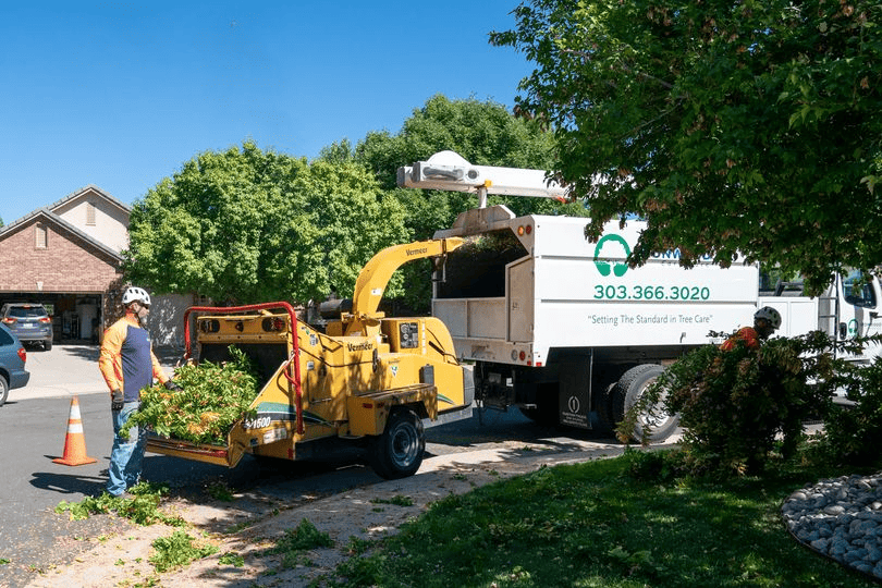 Professional Tree Trimming Services in Aurora
