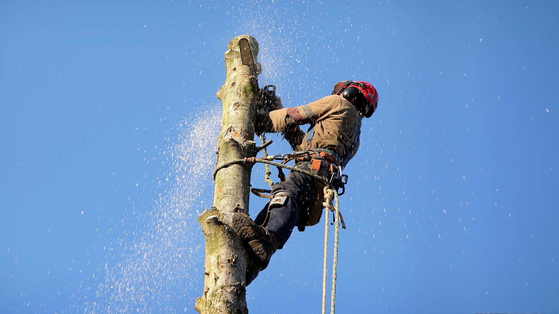 What Are Commercial Tree Services?