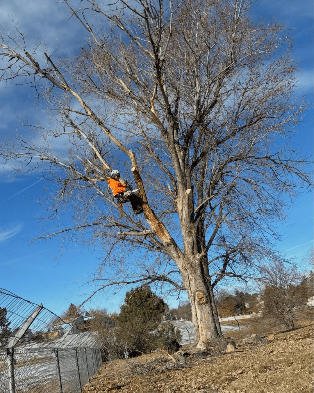 Preventive Measures to Avoid Future Tree Emergencies