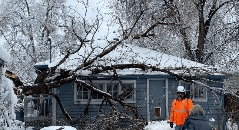 What Constitutes an Emergency Tree Situation