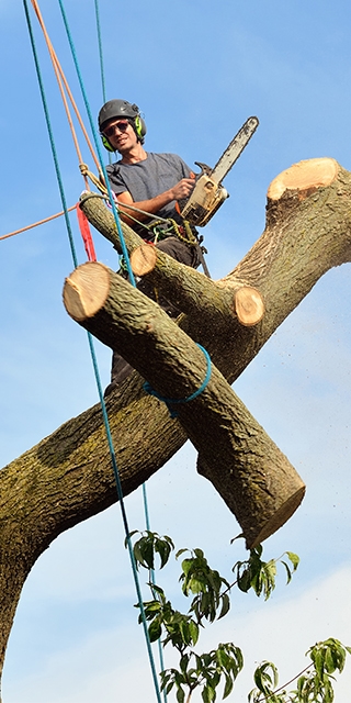 Professional arborist removing a tree
