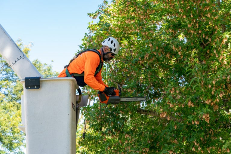 Ironwood earthcare tree removal services 00464