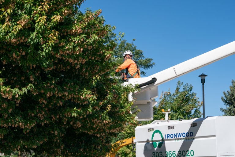 Ironwood earthcare tree removal services 00571