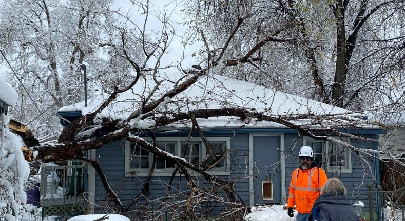 Winter Tree removal Parker Colorado