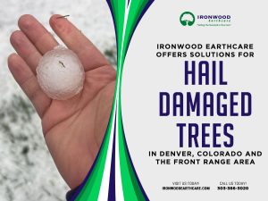 Ironwood Hail Damage Trees Denver