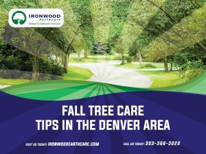 Fall Tree Care Tips in the Denver Area