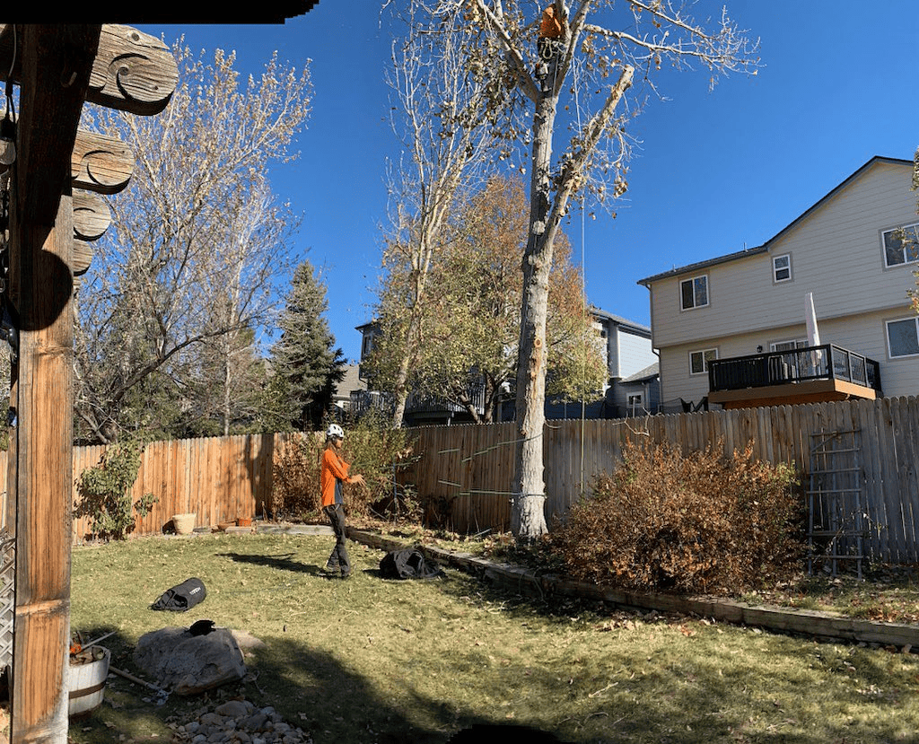Aurora Tree Trimming: Boost Your Property's Value & Health