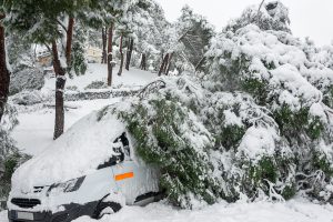 Emergency Tree Services Aurora Colorado