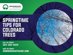 Prepare your trees for spring in Colorado